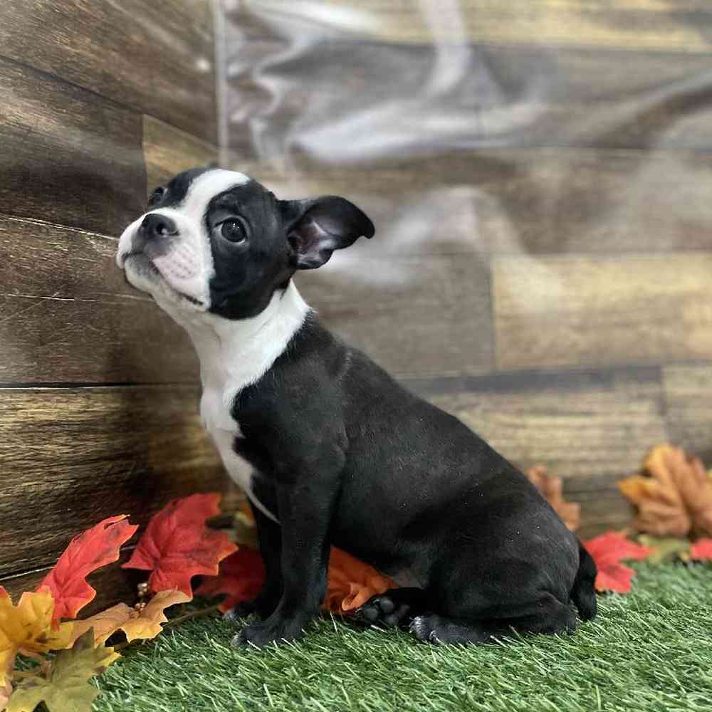 Female Boston Terrier Puppy for Sale in Braintree, MA