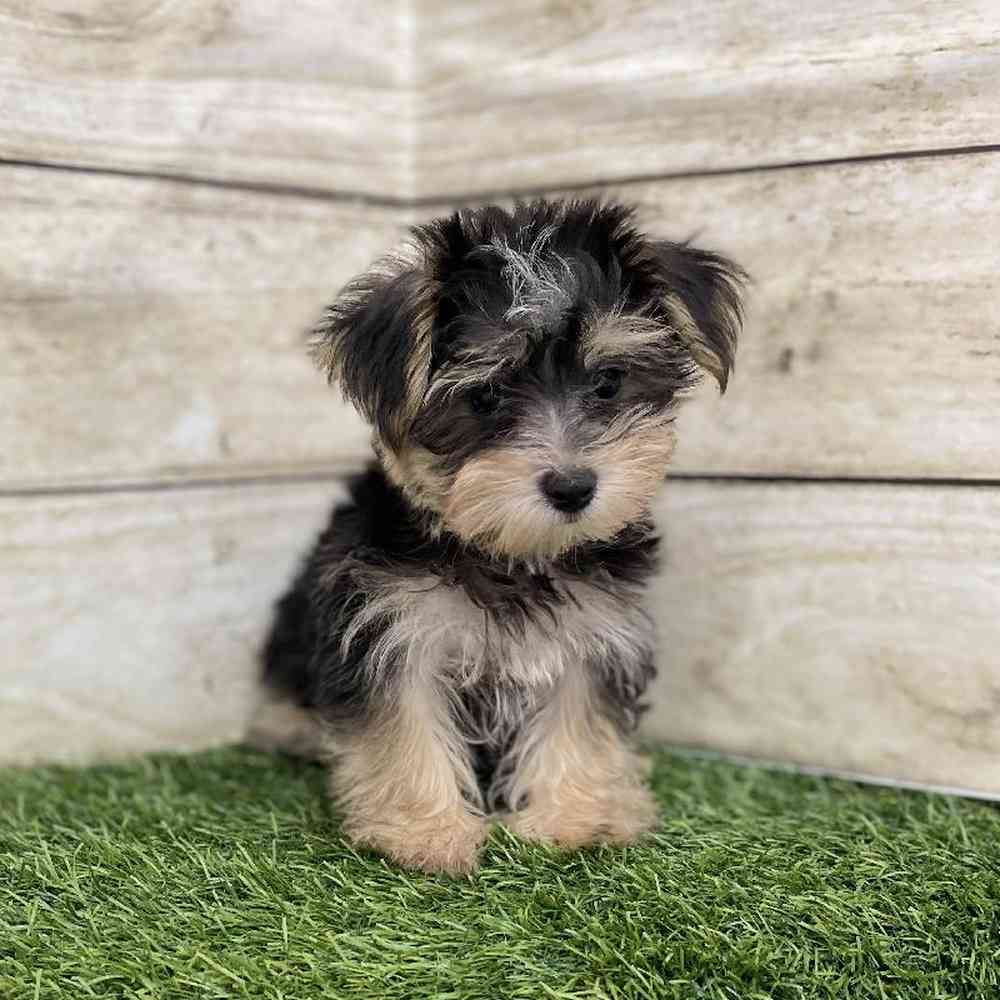 Male Morkie Puppy for Sale in Braintree, MA