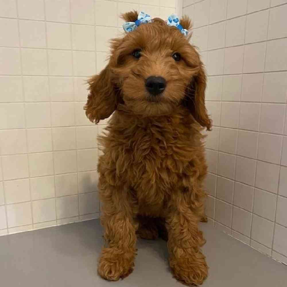 Female Mini Goldendoodle Puppy for sale