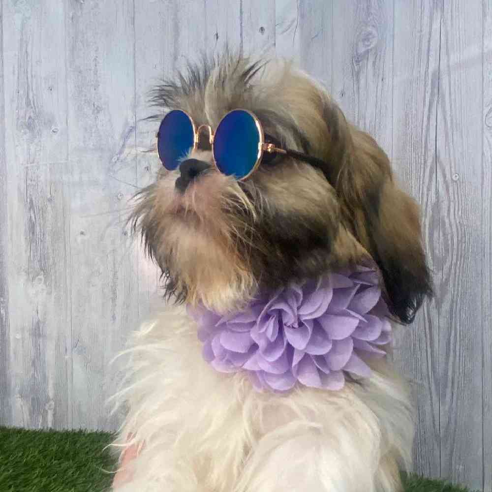 Female Shih Tzu Puppy for Sale in Saugus, MA