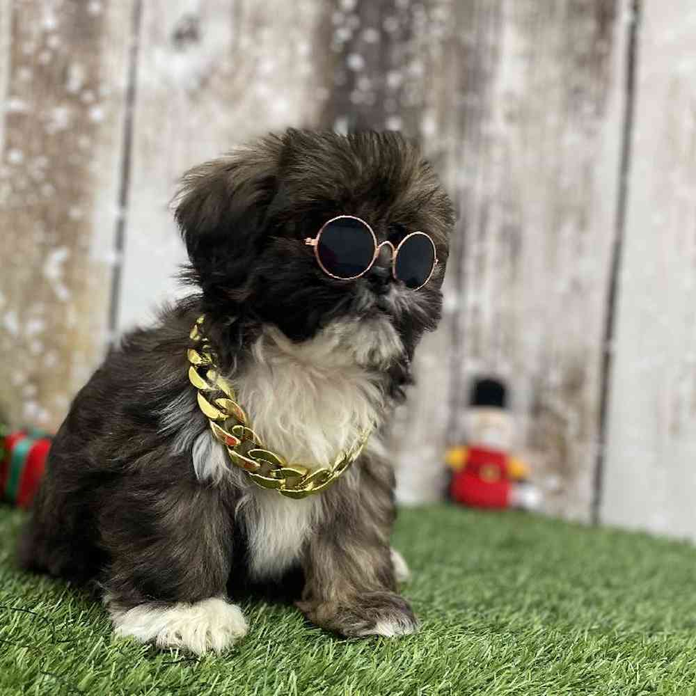 Male Lhasa Apso Puppy for Sale in Braintree, MA