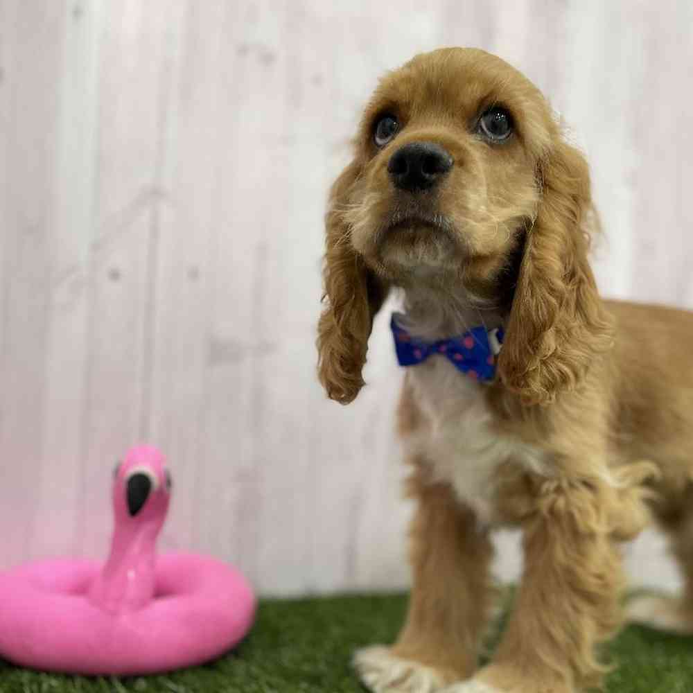 Male Cocker Spaniel Puppy for Sale in Braintree, MA