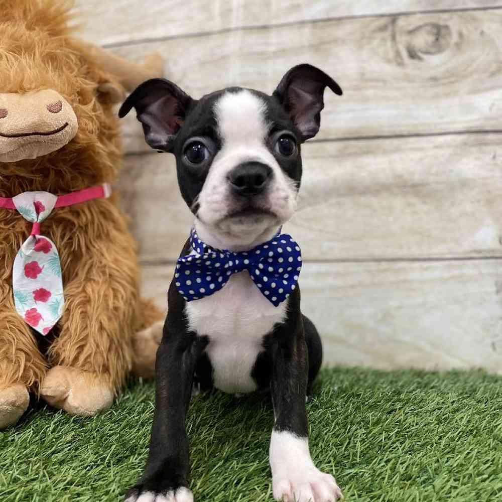 Male Boston Terrier Puppy for Sale in Braintree, MA