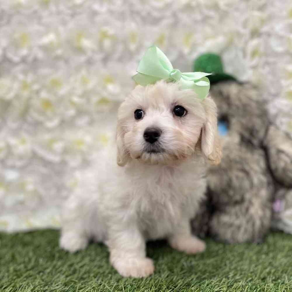 LaChon For Sale Pet Express Braintree