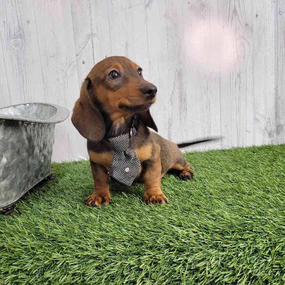 Male Dachshund Puppy for sale