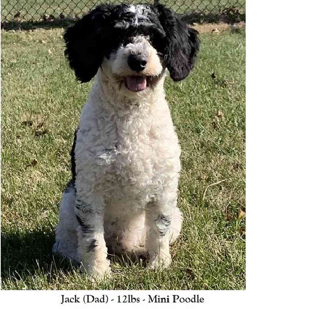Male Mini Sheepadoodle 2nd Gen Puppy for Sale in Saugus, MA