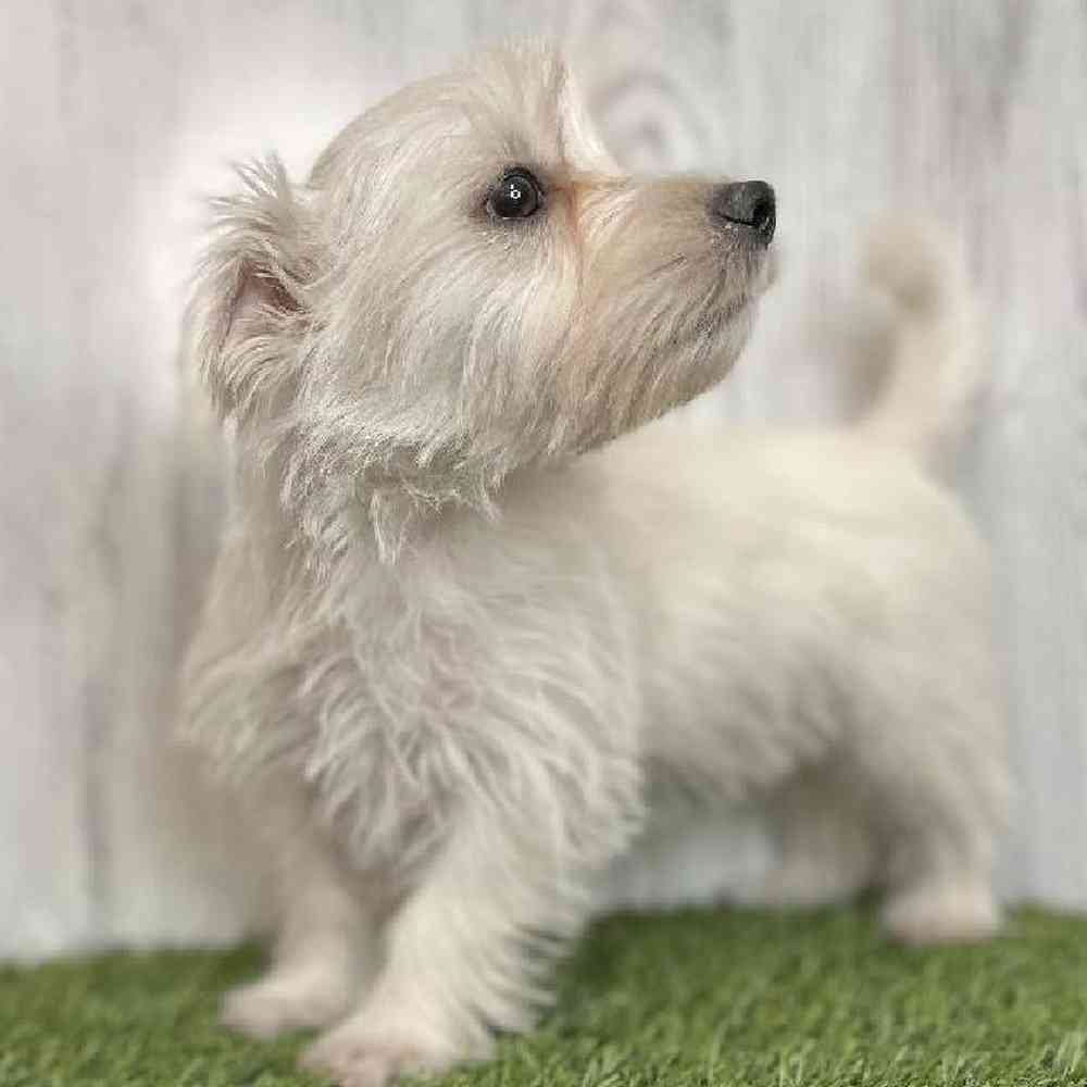 Male Mauzer Puppy for sale