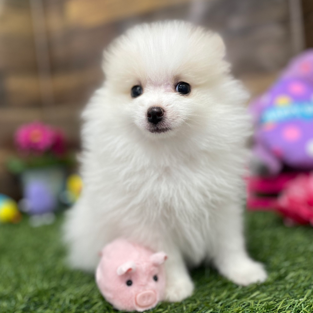 Male Pomeranian Puppy for Sale in Braintree, MA