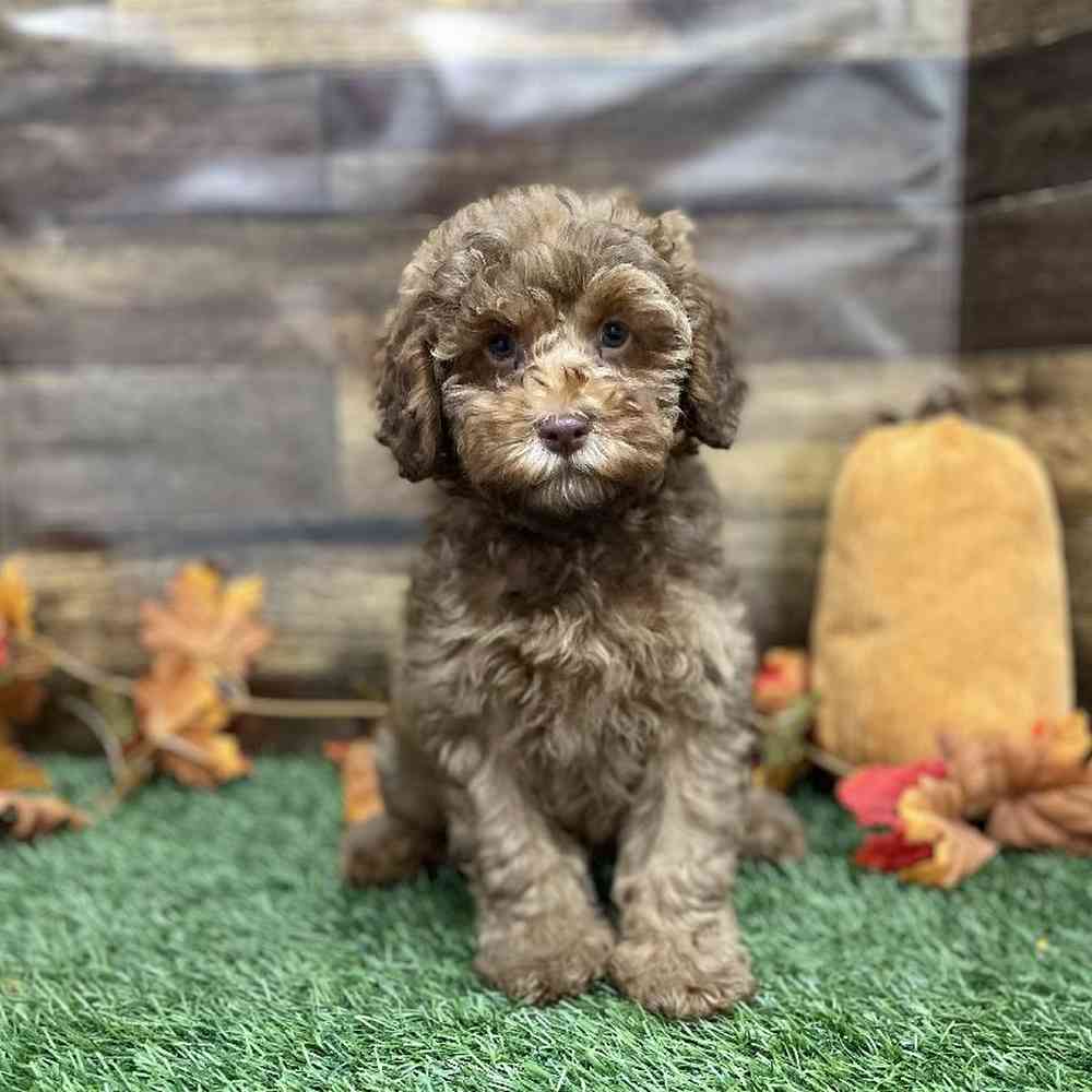 Male Cockapoo 2nd Gen Puppy for Sale in Braintree, MA