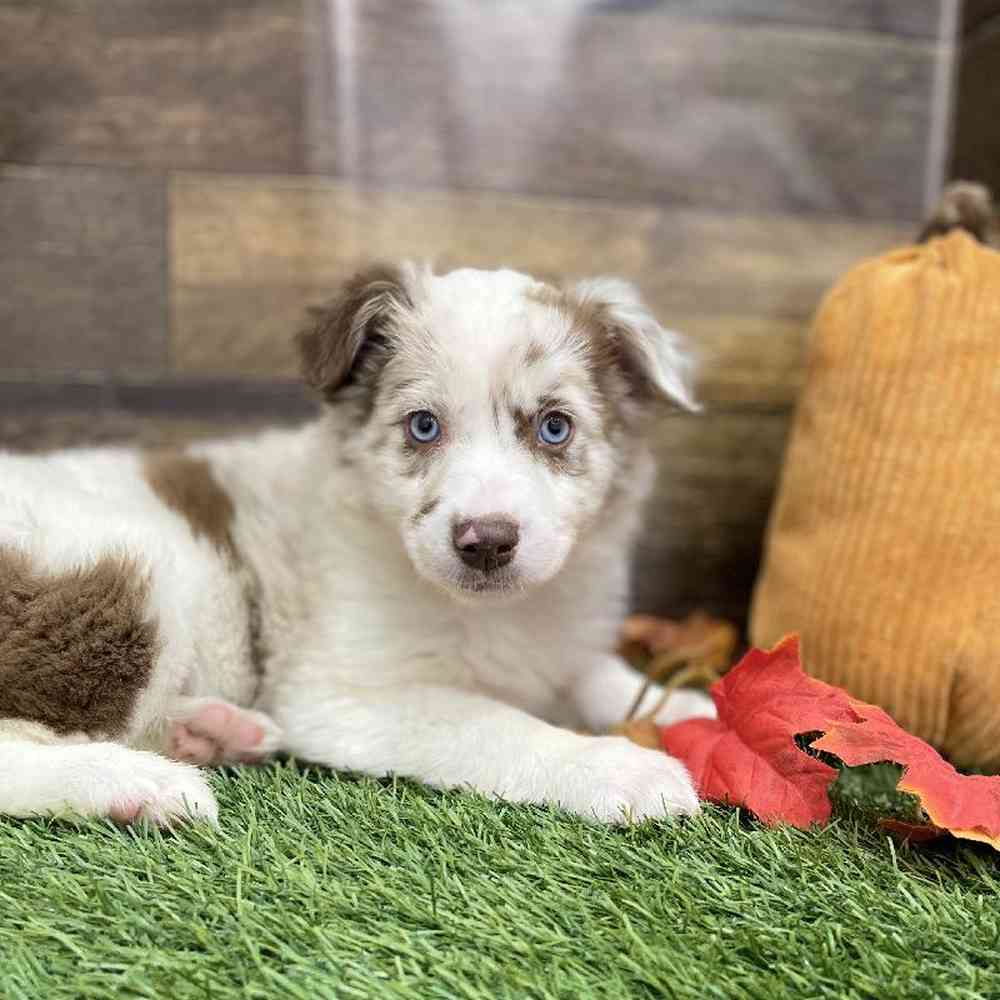 Female Miniature Australian Shepherd Puppy for Sale in Braintree, MA