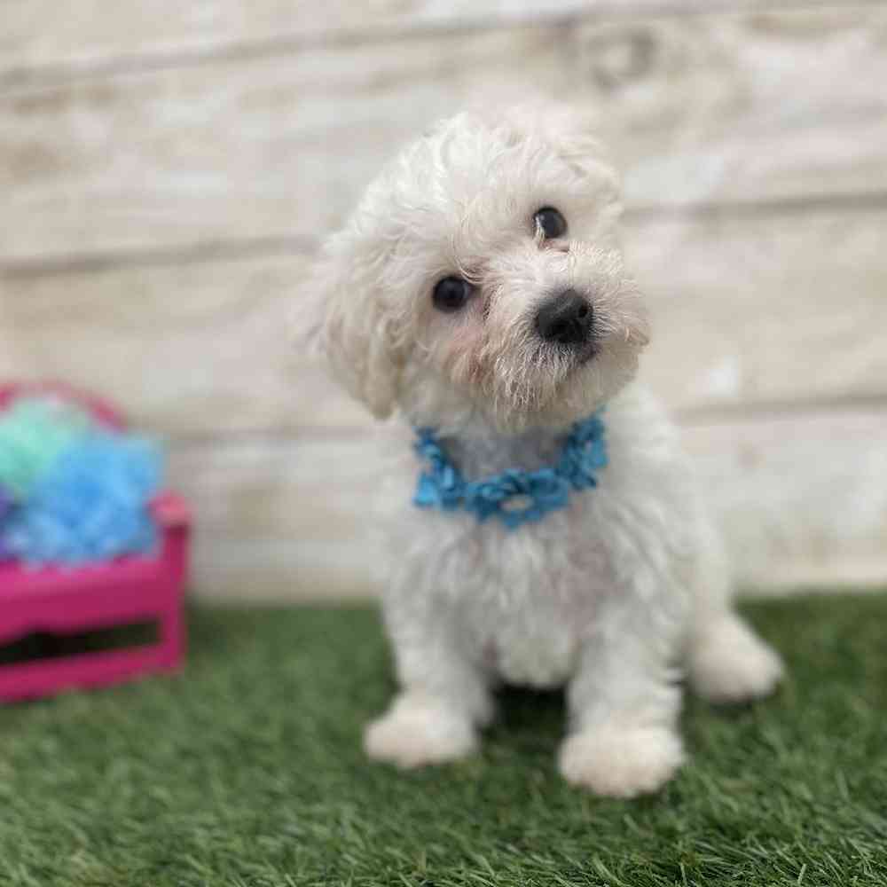 Female Bichon Frise Puppy for Sale in Braintree, MA