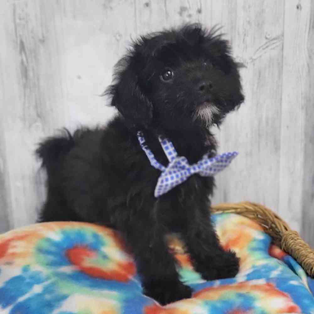 Male Papi-Poo Puppy for Sale in Saugus, MA
