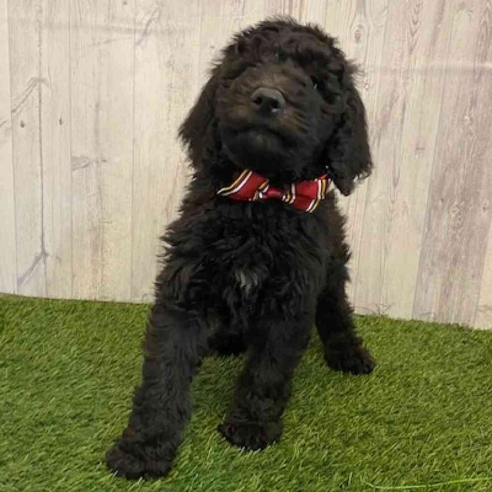 Male Poodle Moyen (Medium) Puppy for Sale in Saugus, MA