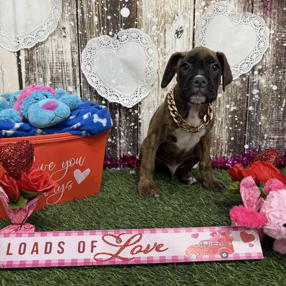 Male Boxer Puppy for Sale in Saugus, MA