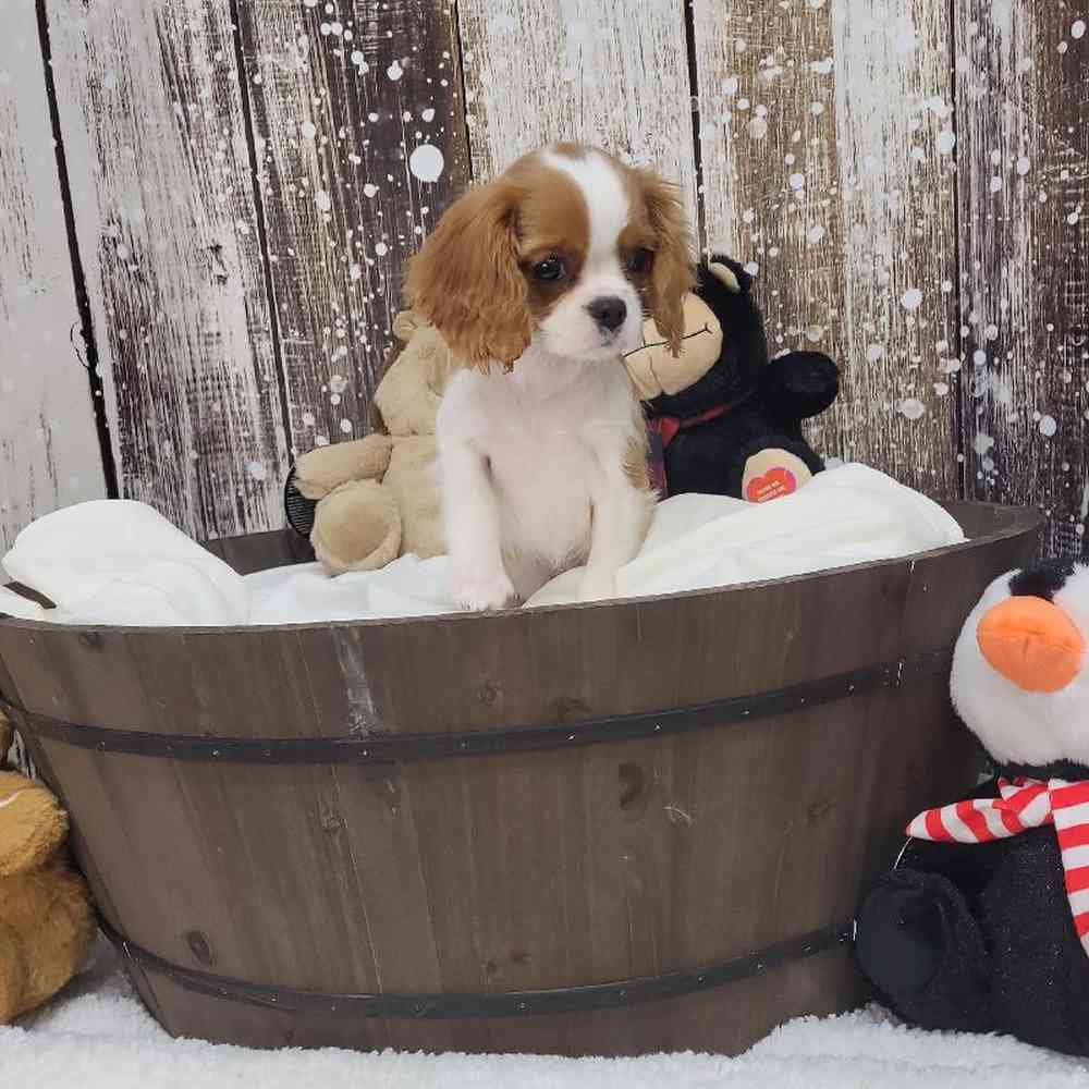 Female Cavalier King Charles Spaniel Puppy for Sale in Saugus, MA