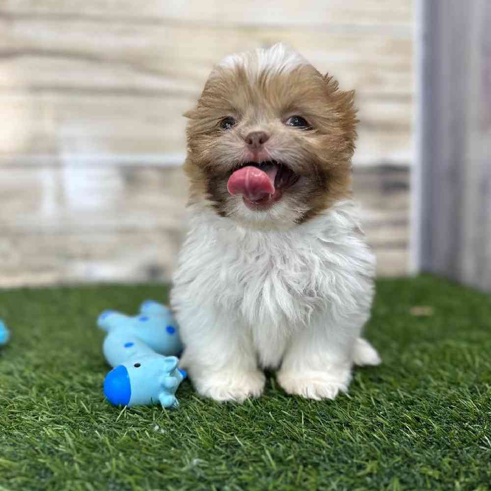 Male Shih Tzu Puppy for Sale in Saugus, MA