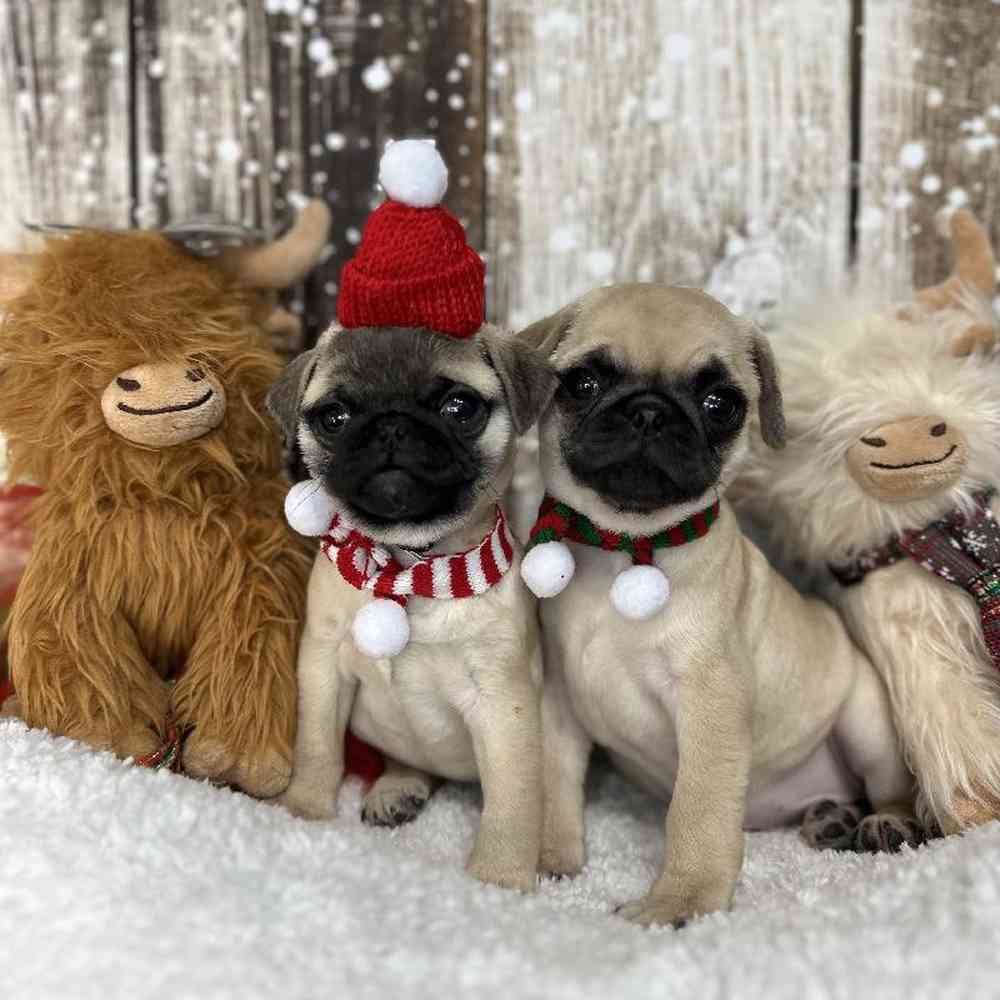 Female Pug Puppy for Sale in Saugus, MA