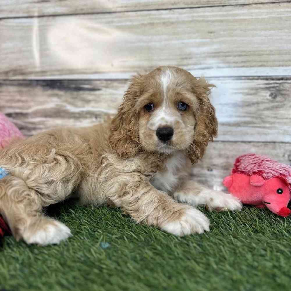Male Cockalier Puppy for Sale in Saugus, MA