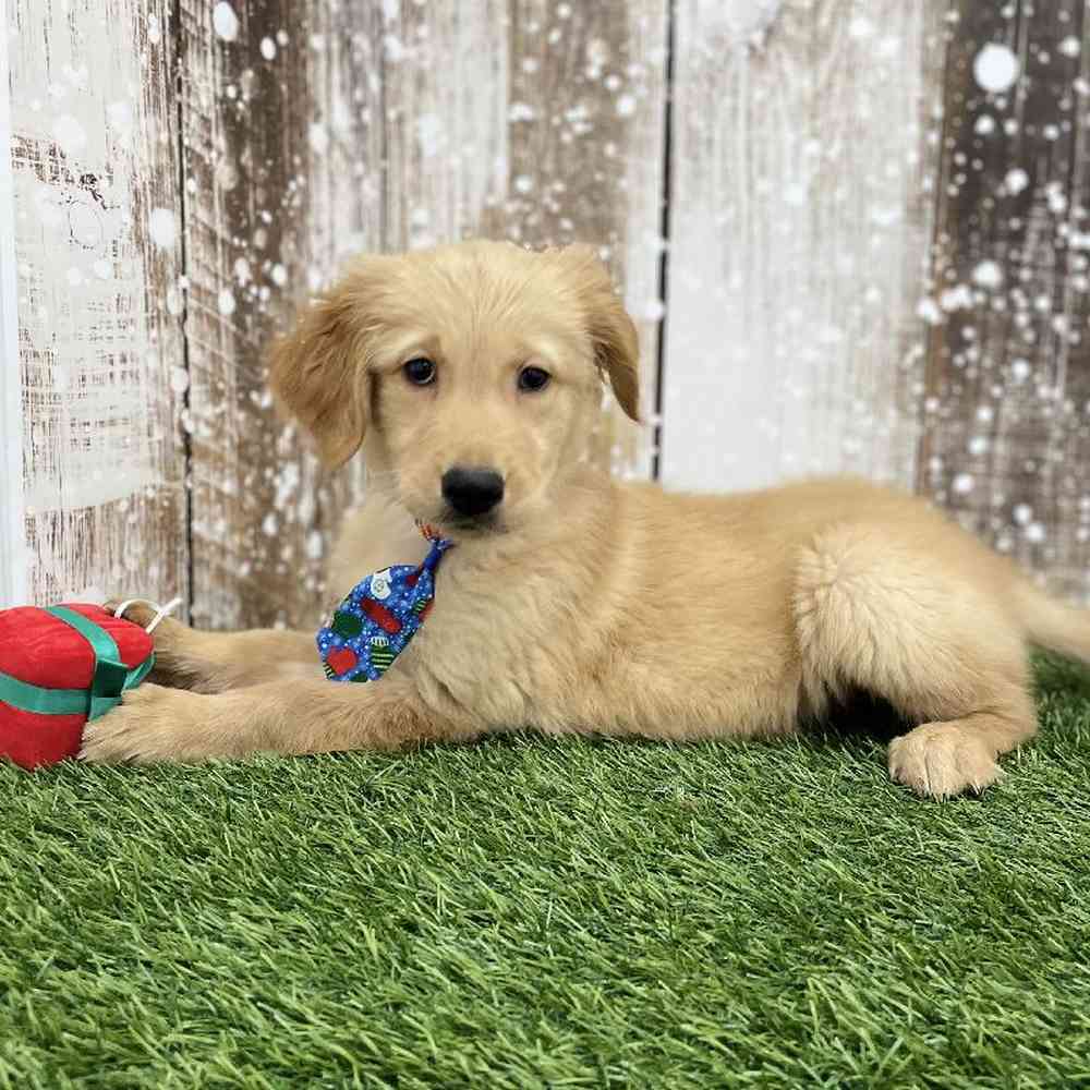 Male Golden Retriever Puppy for Sale in Braintree, MA