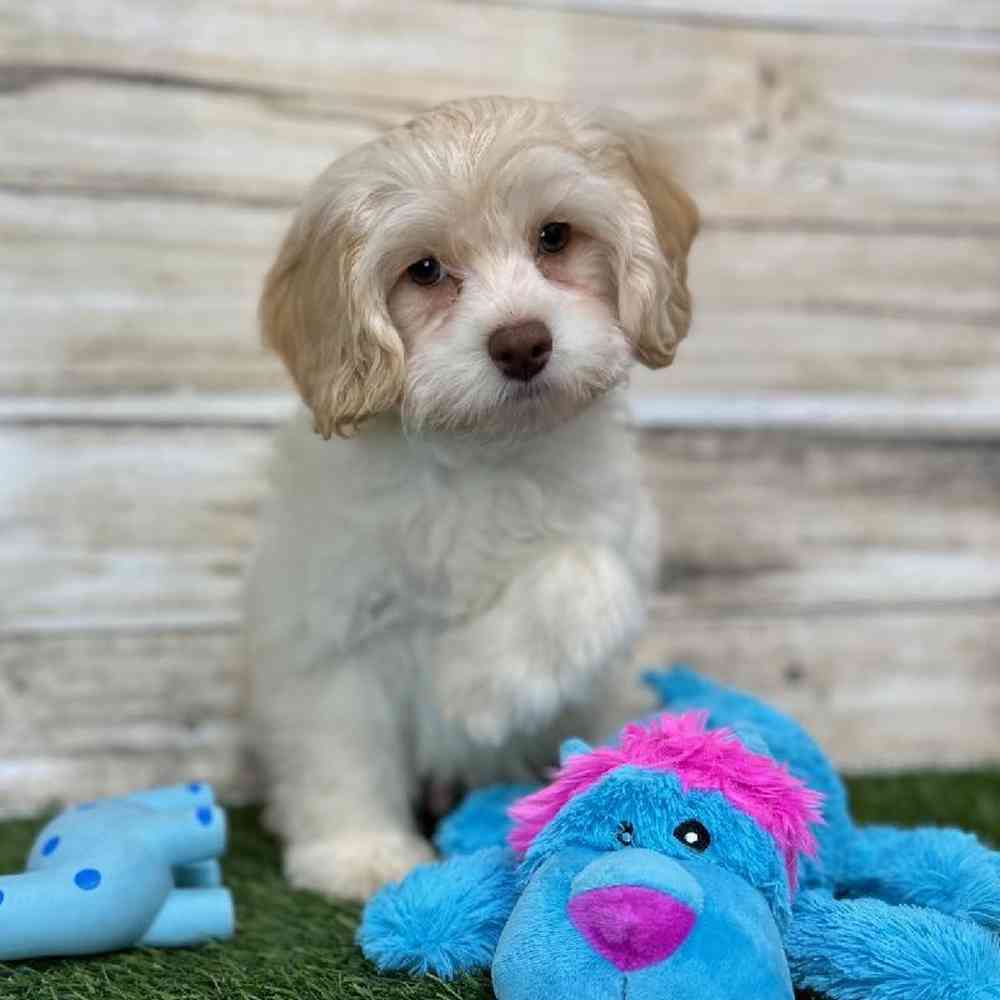 Male Cockapoo 2nd Gen Puppy for Sale in Saugus, MA