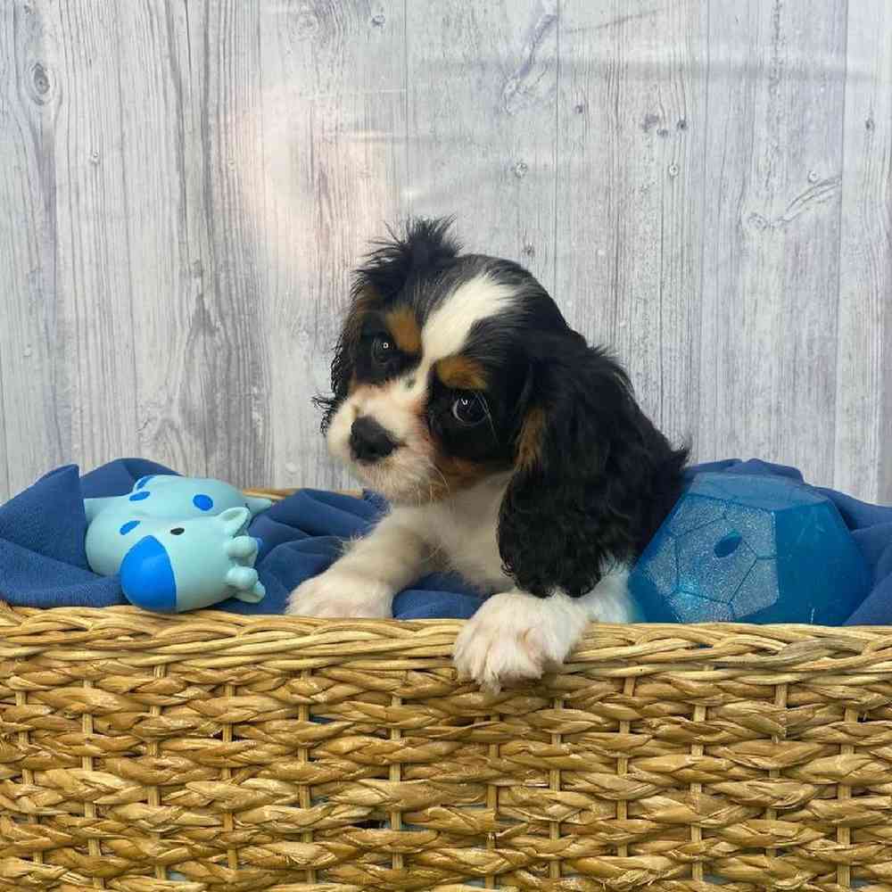 Male Cavalier King Charles Spaniel Puppy for Sale in Saugus, MA