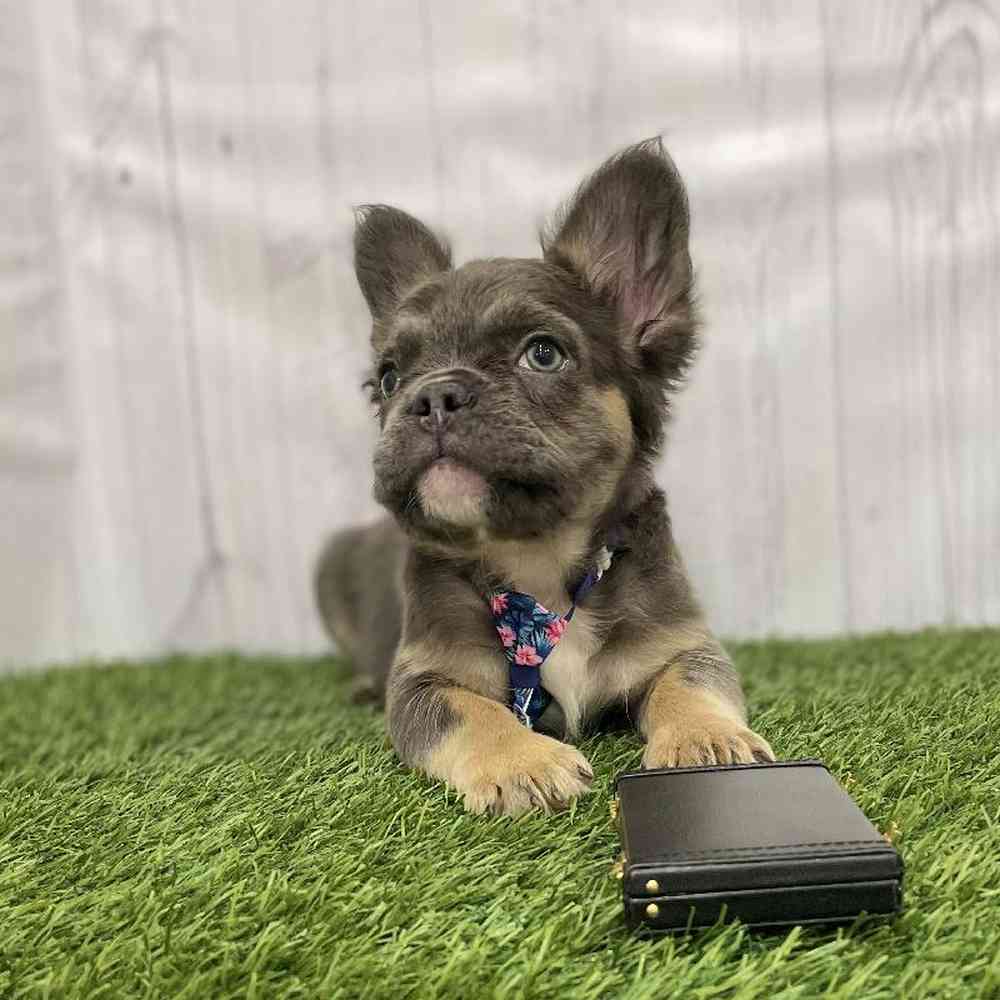 Male French Bulldog Puppy for Sale in Braintree, MA