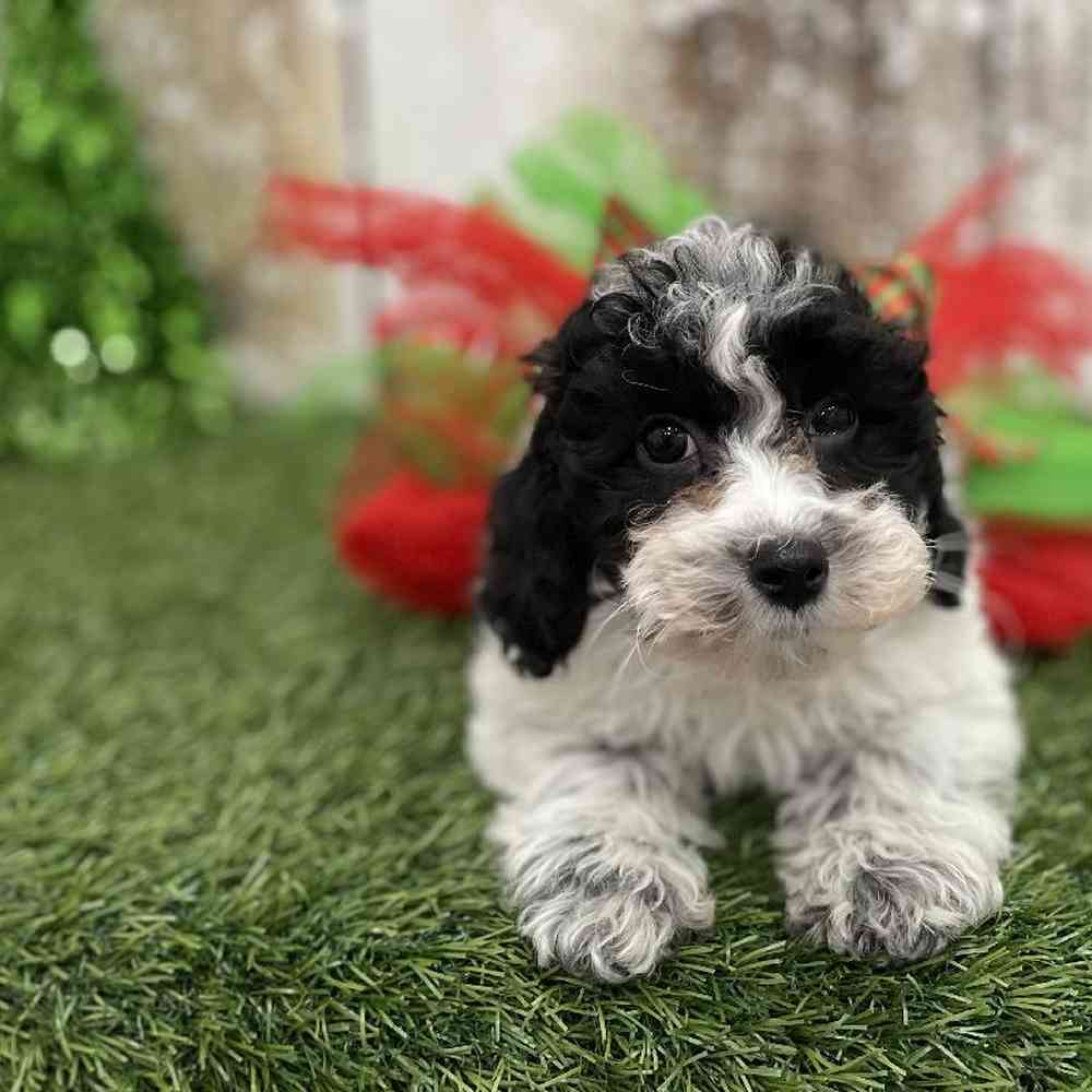 Female Cavachon Puppy for Sale in Braintree, MA