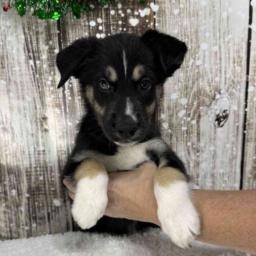 Male Australian Husky Puppy for Sale in Saugus, MA
