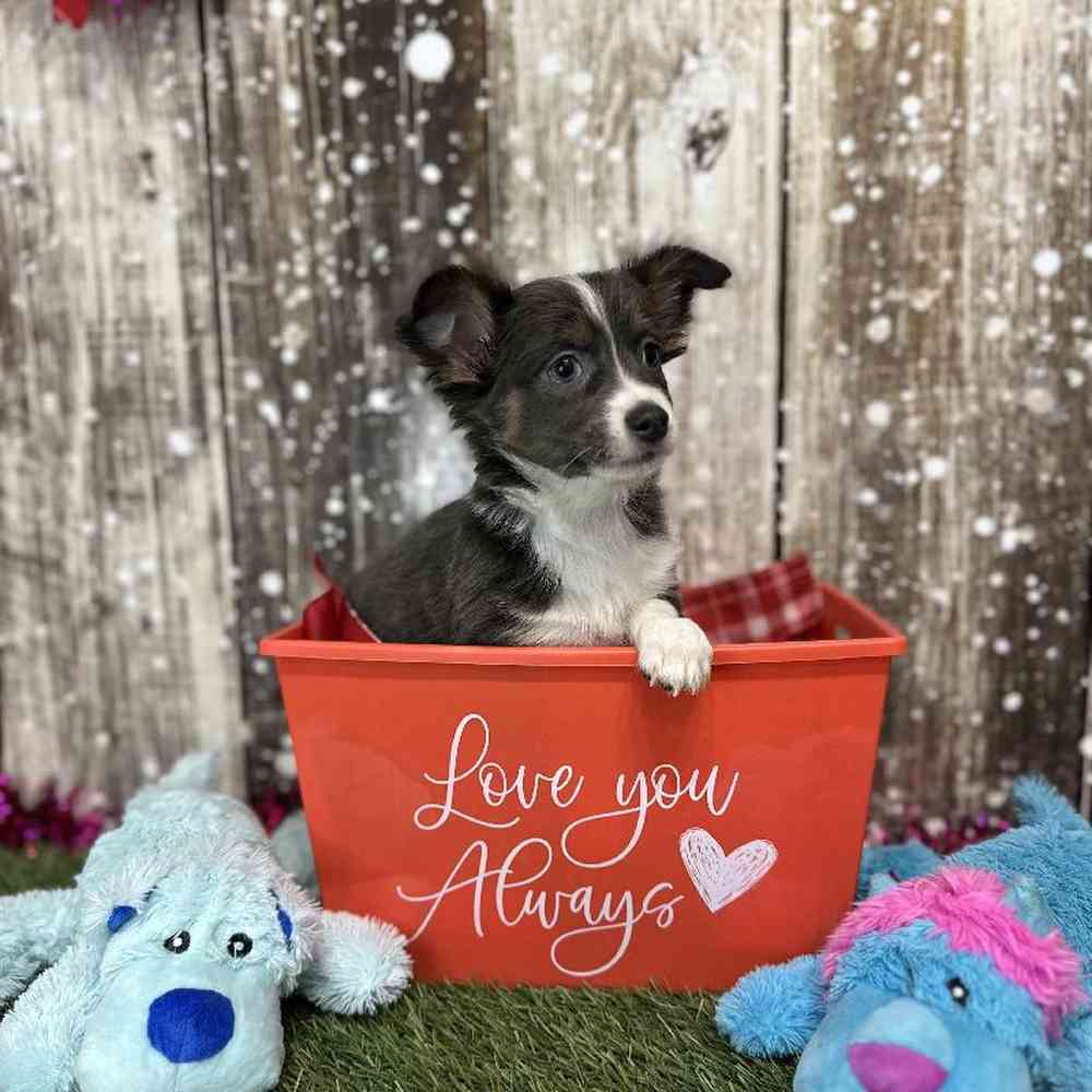 Male Chihuahua Puppy for Sale in Saugus, MA