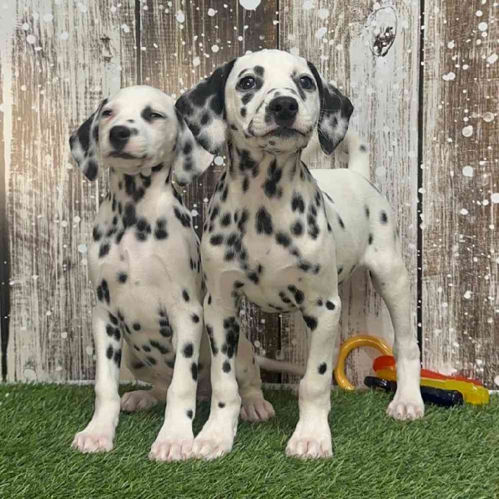 Male Dalmatian Puppy for Sale in Saugus, MA
