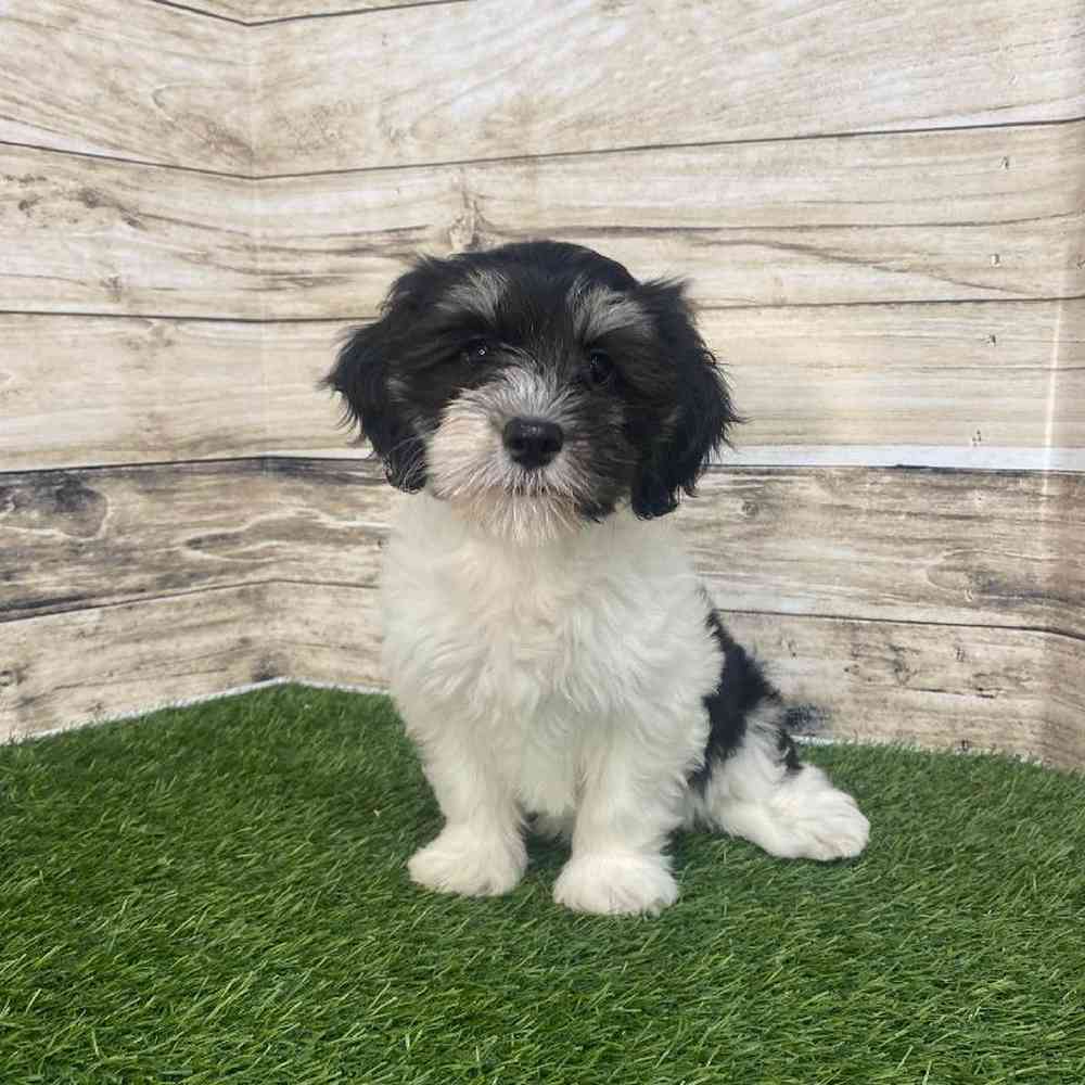 Female Havanese Puppy for Sale in Saugus, MA