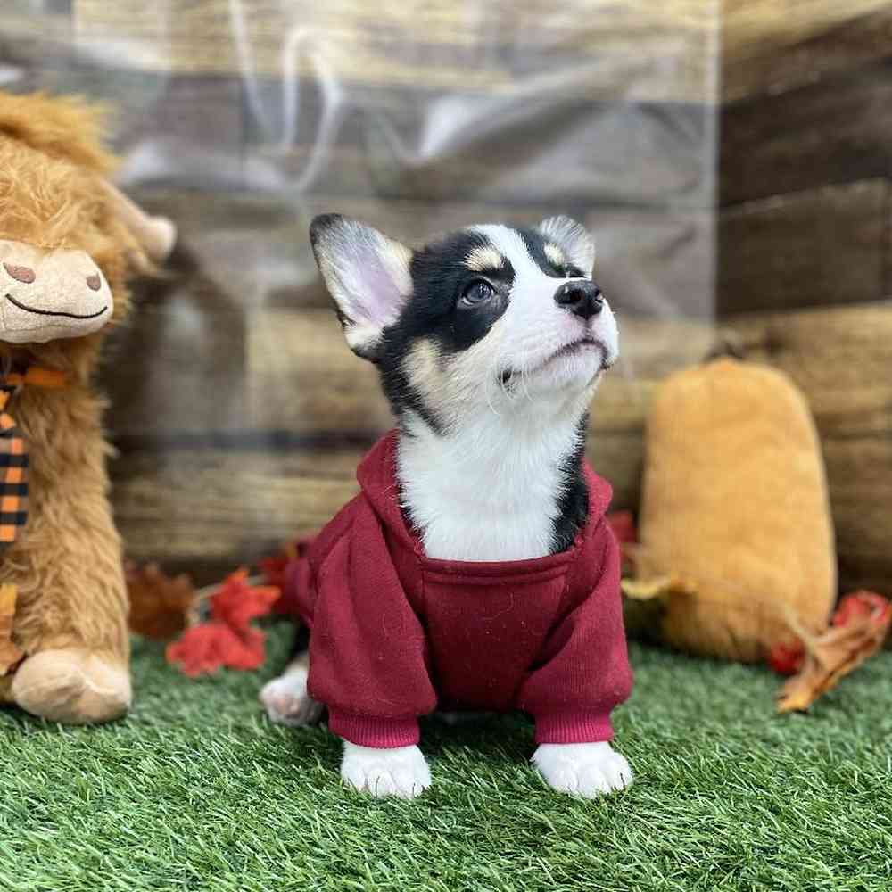 Female Pembroke Welsh Corgi Puppy for Sale in Braintree, MA