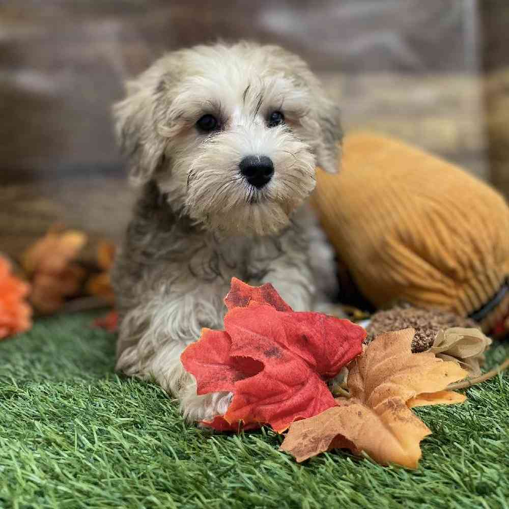 Male Schnoodle Puppy for Sale in Braintree, MA