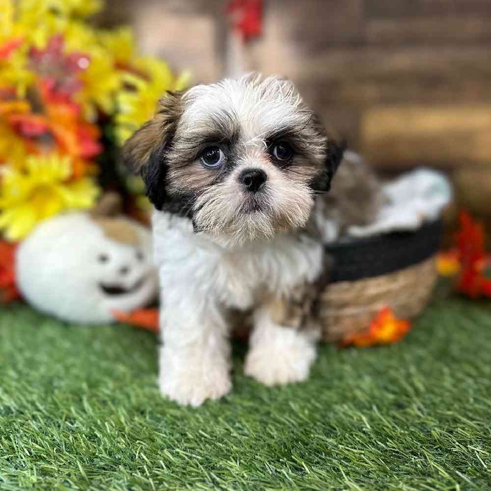 Female Shih Tzu Puppy for Sale in Saugus, MA