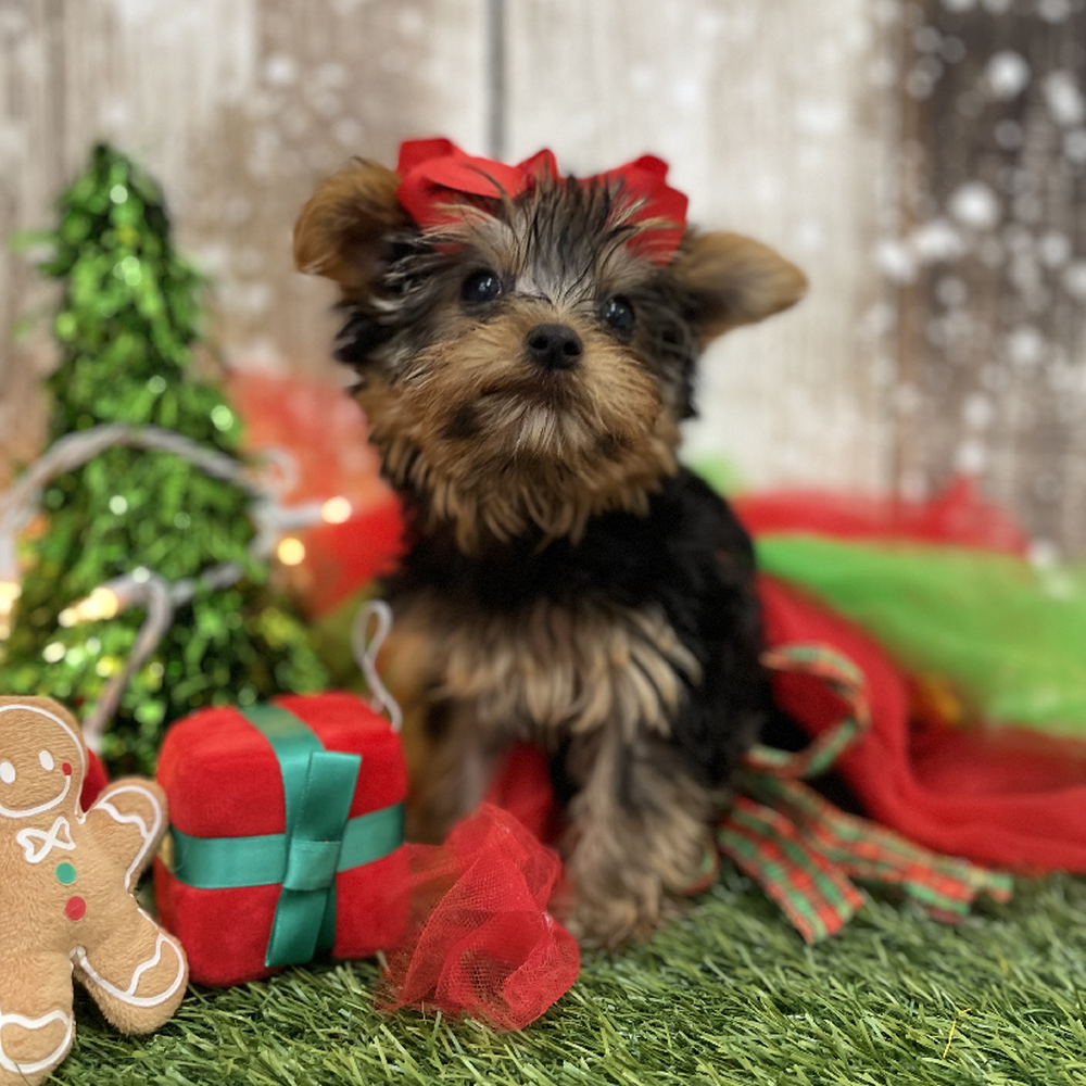 Female Yorkshire Terrier Puppy for Sale in Braintree, MA