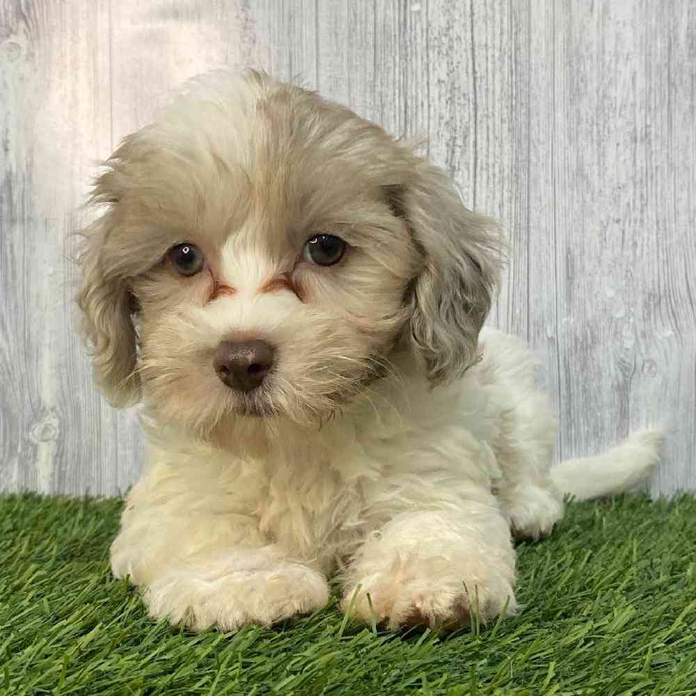 Female Havapoo Puppy for Sale in Saugus, MA
