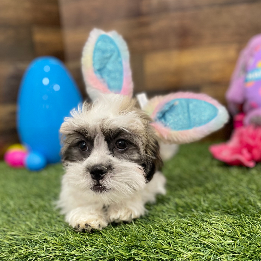 Male Teddy Bear (Zuchon) 2nd Gen Puppy for Sale in Braintree, MA