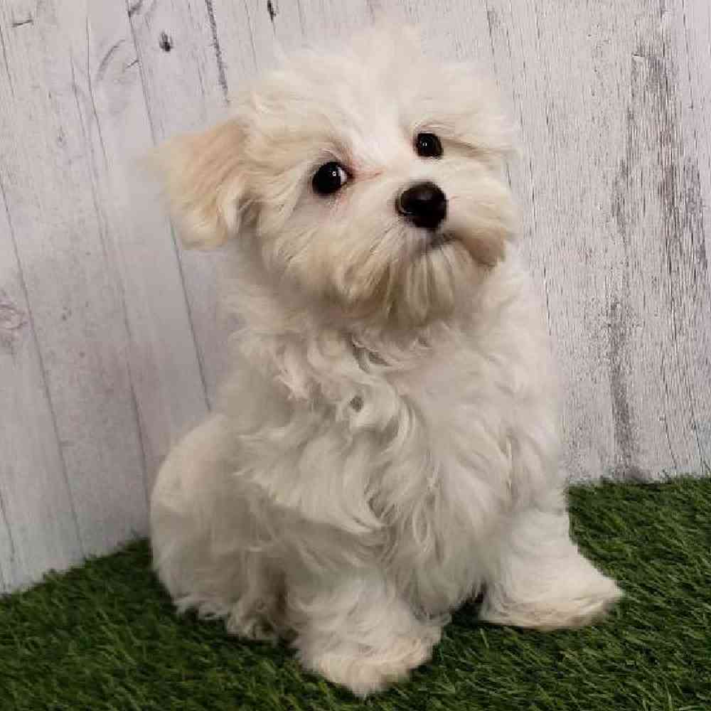 Male Maltese Puppy for sale