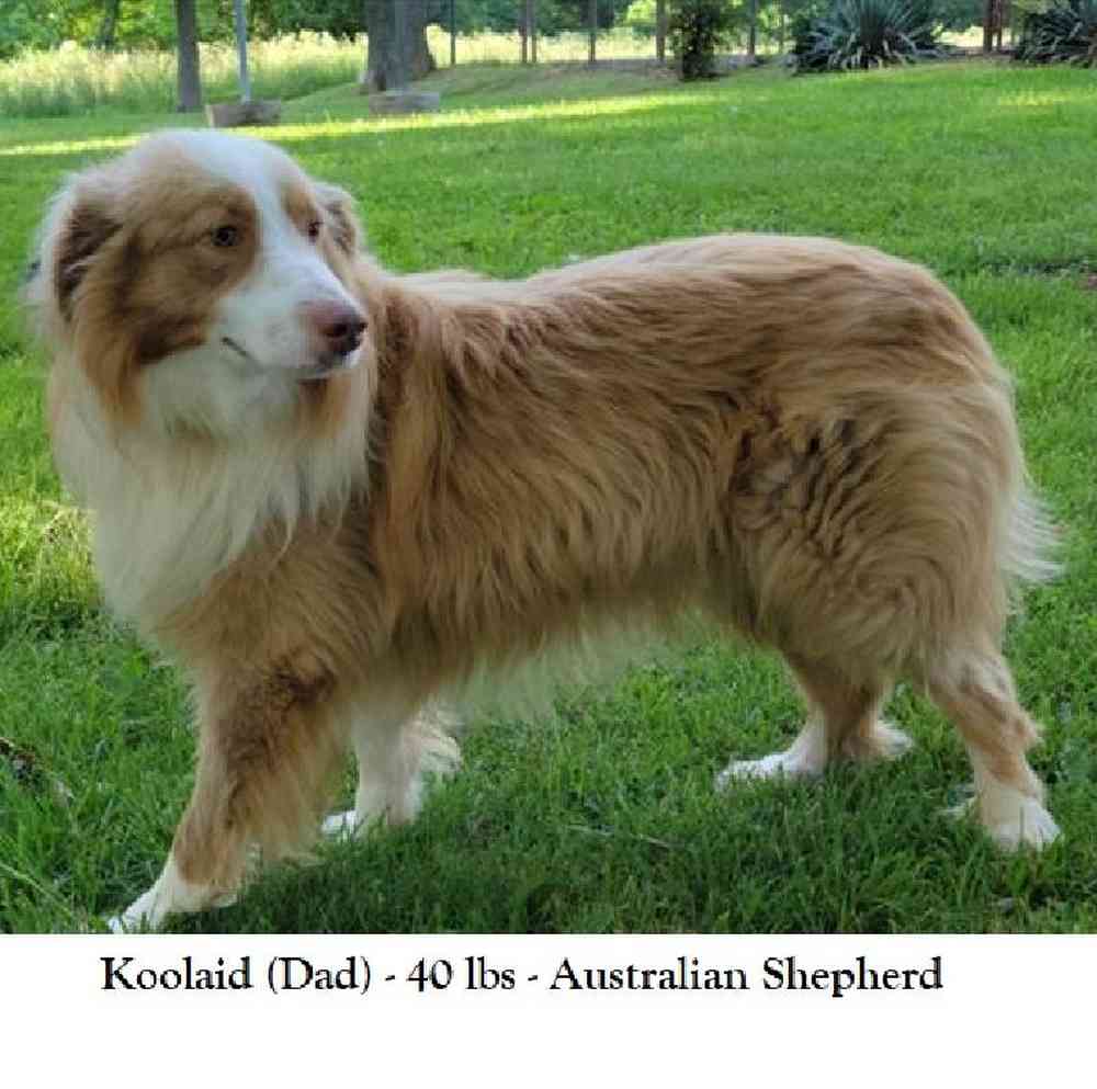 Male Miniature Australian Shepherd Puppy for Sale in Saugus, MA