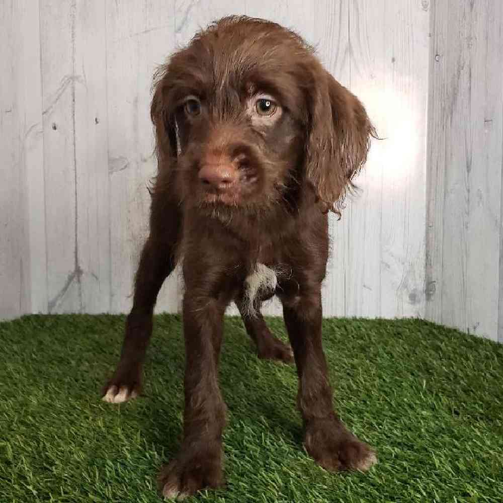 Female Mini Labradoodle Puppy for sale