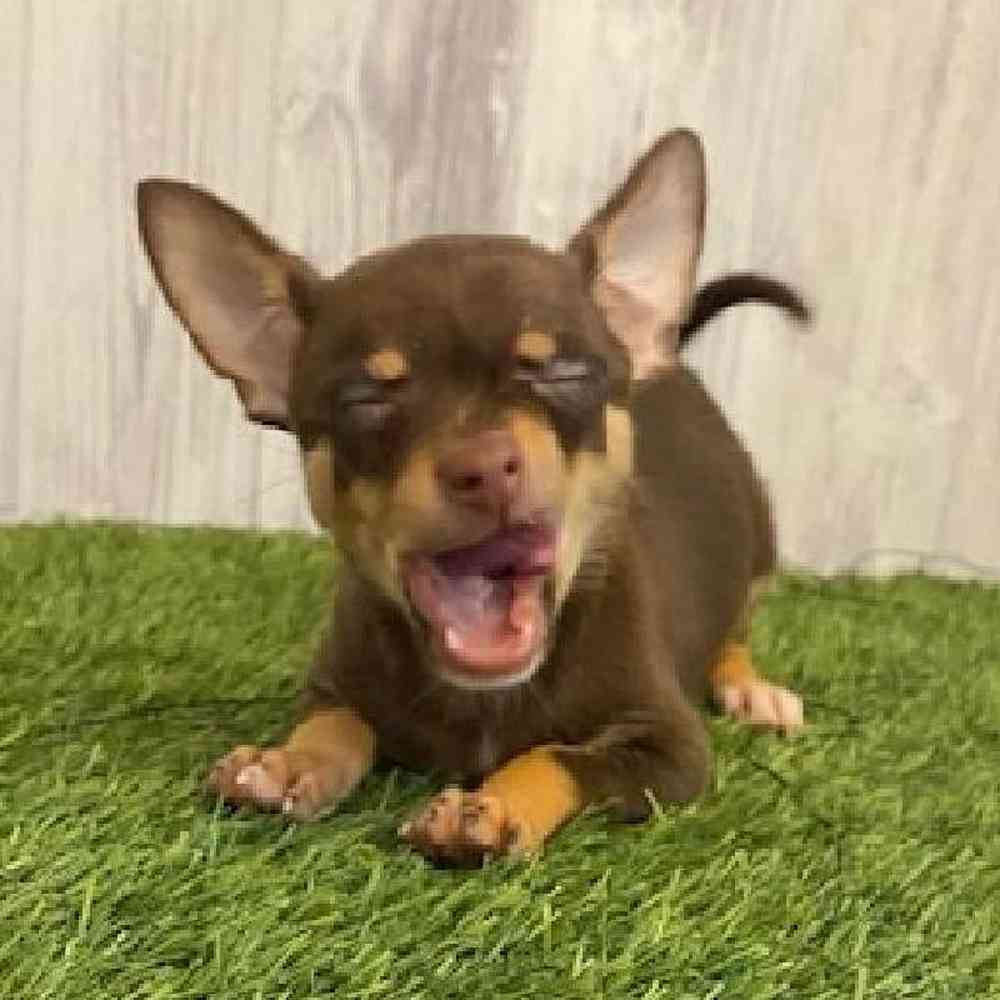 Male Chihuahua Puppy for sale