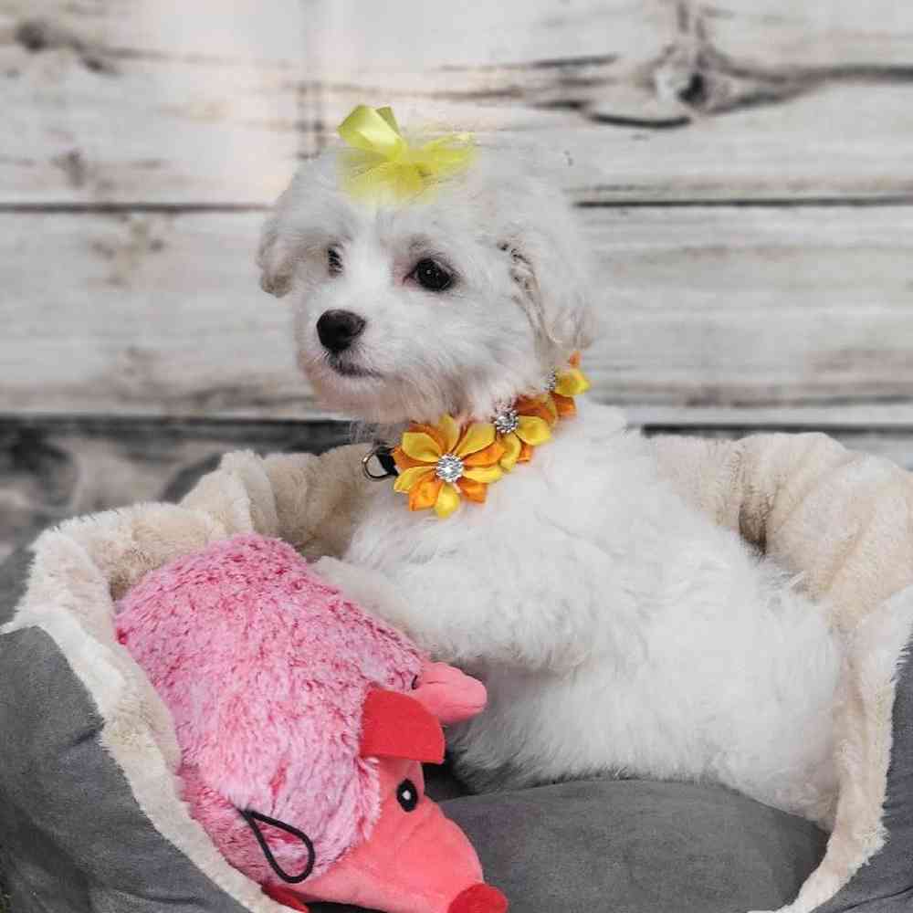Female Coton De Tulear Puppy for Sale in Saugus, MA