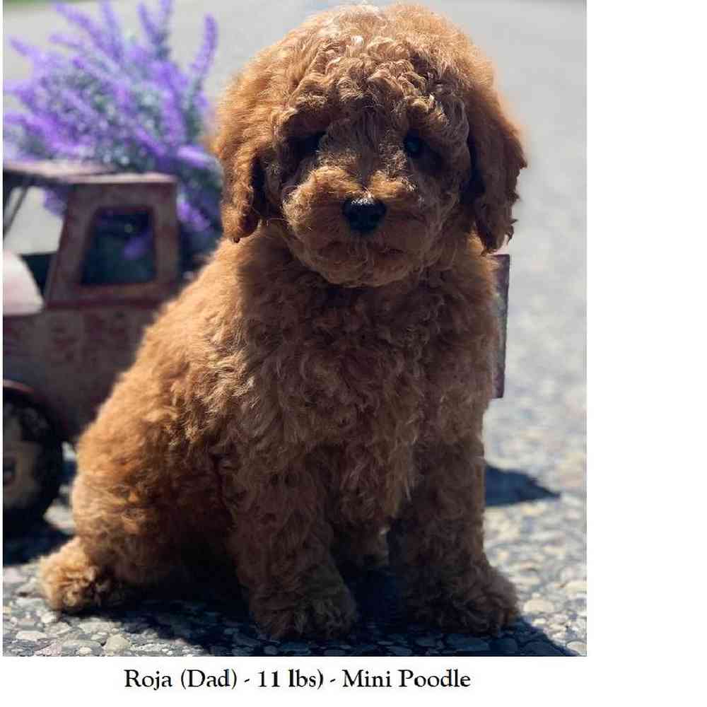 Female Mini Labradoodle 2nd Gen Puppy for Sale in Braintree, MA
