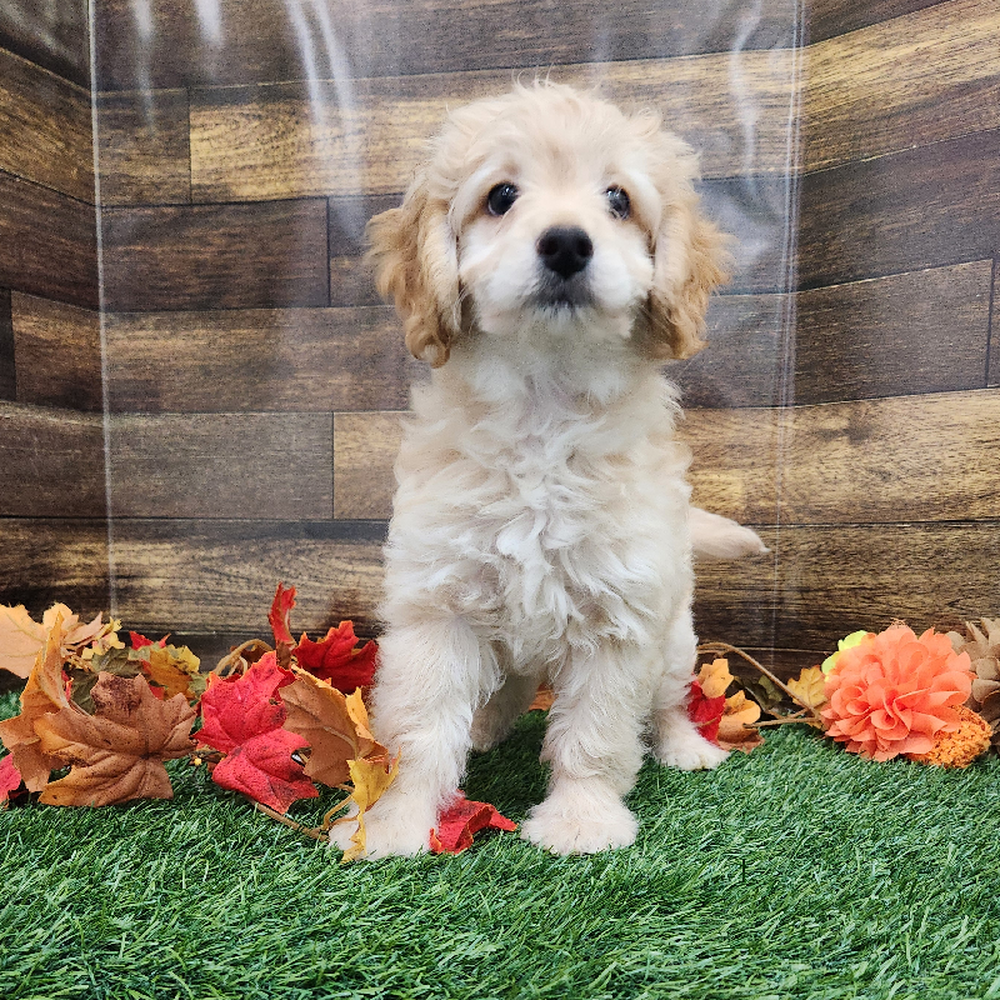 Male Cockapoo 2nd Gen Puppy for Sale in Braintree, MA