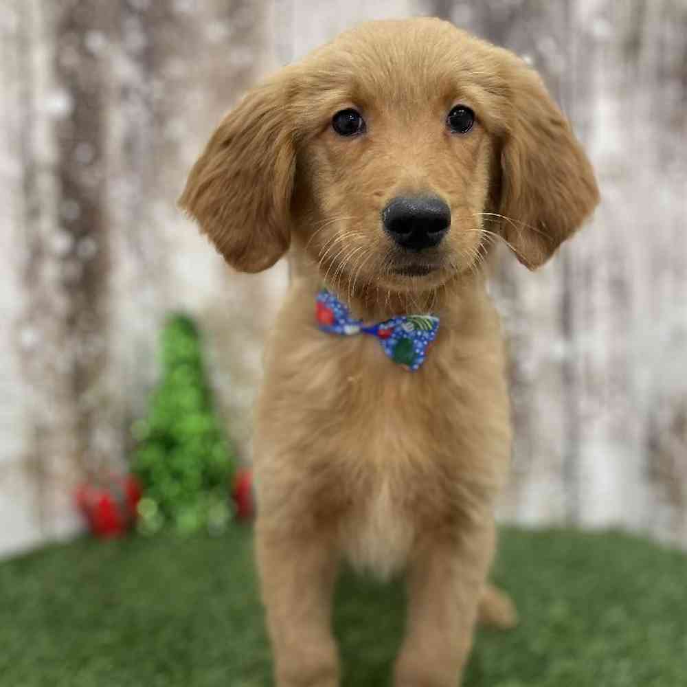 Male Golden Retriever Puppy for Sale in Braintree, MA