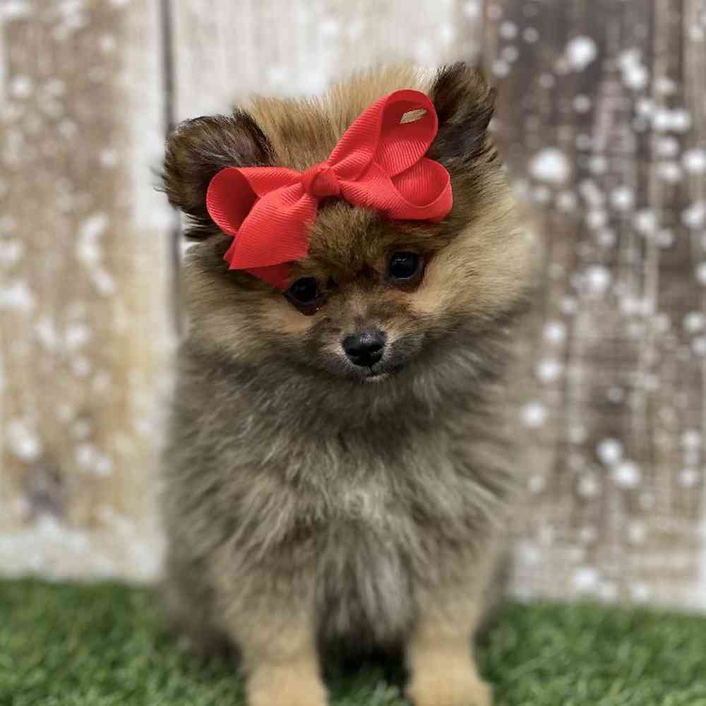 Female Pomeranian Puppy for Sale in Braintree, MA