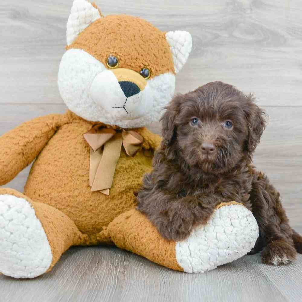 mini-labradoodle-maeve-5264800175428620.jpg