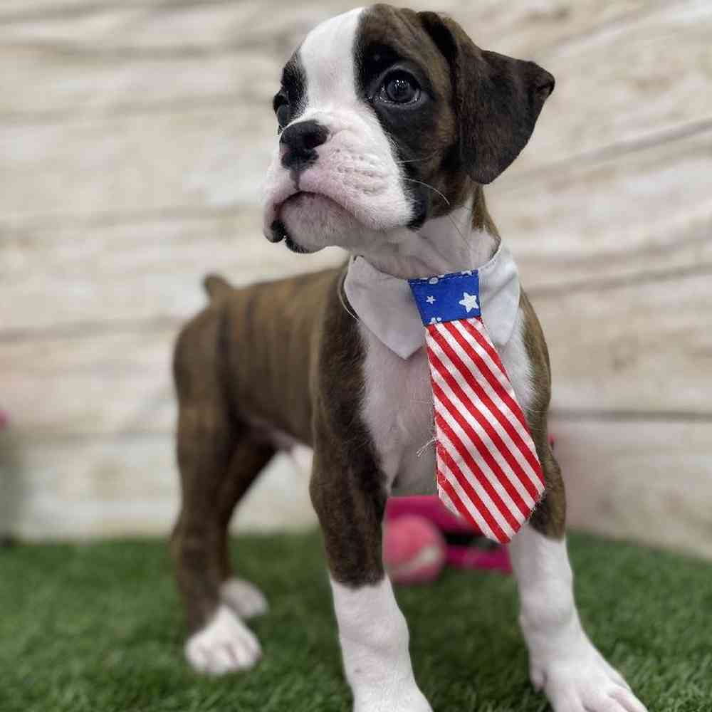 Male Boxer Puppy for Sale in Braintree, MA