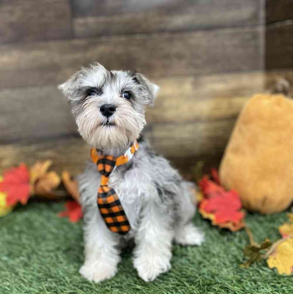 Male Miniature Schnauzer Puppy for Sale in Braintree, MA