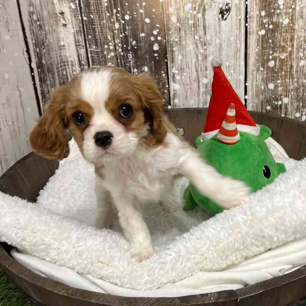 Female Cavapoo Puppy for Sale in Saugus, MA